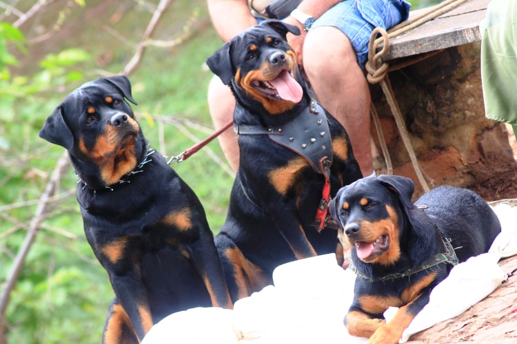 Família de três Rottweiler com o seu dono ao lado