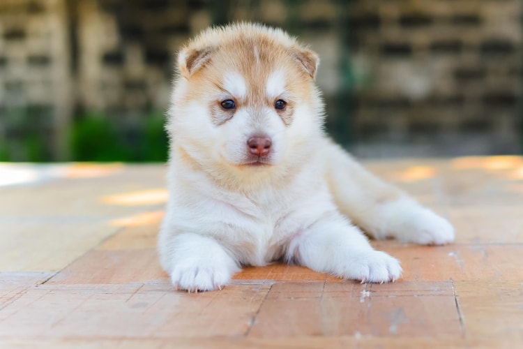 Filhote de Akita Inu branco deitado