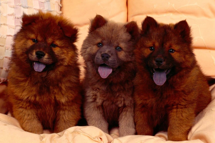 Filhotes de Chow Chow