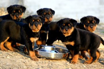 Filhotes de Rottweiler tomando água