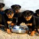 Filhotes de Rottweiler tomando água
