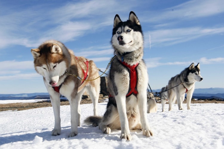 Huskies siberianos puxando trenó na neve