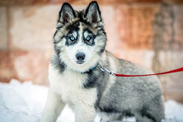 Husky siberiano cinza