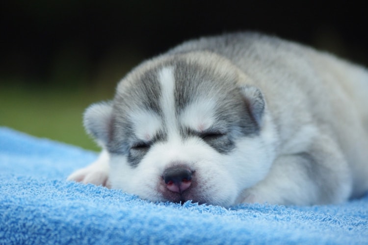 Filhote de Husky dormindo