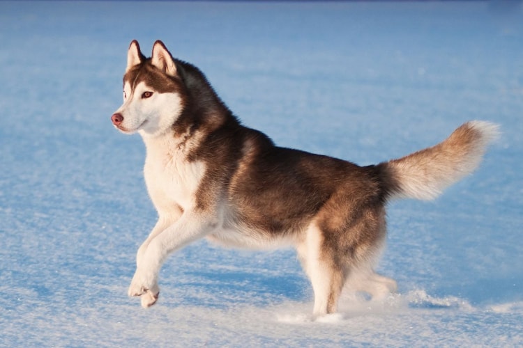 Husky Siberiano marrom