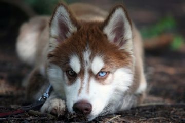 Husky com olho azul e verde