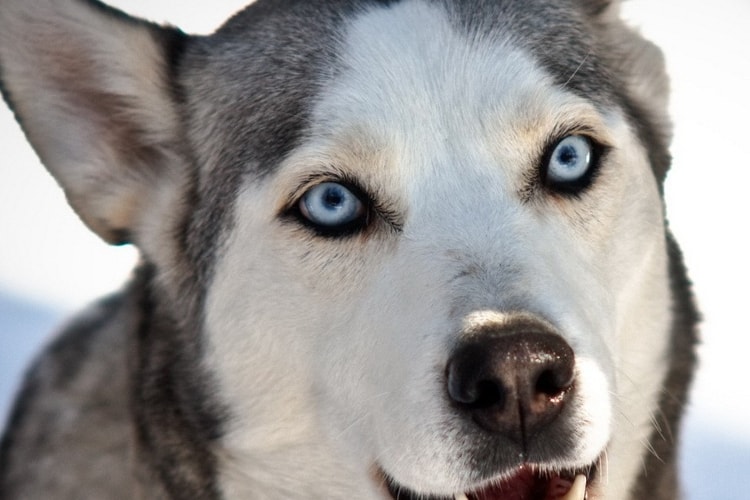 Husky de olhos azuis