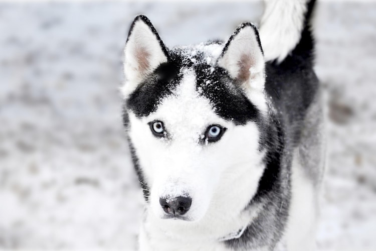 Husky Siberiano preto