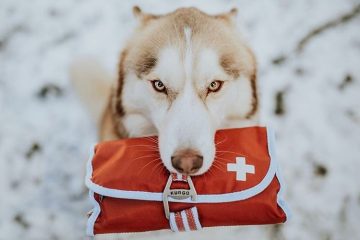 Husky Siberiano com um kit de primeiros socorros na boca