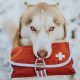 Husky Siberiano com um kit de primeiros socorros na boca