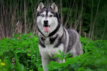 Husky siberiano alerta na floresta
