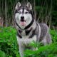 Husky siberiano alerta na floresta