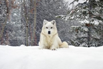 Husky Siberiano branco