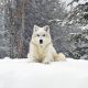 Husky Siberiano branco