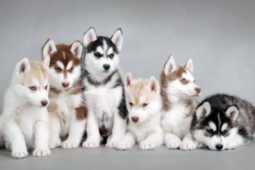 Cores diferentes de filhotes husky siberiano