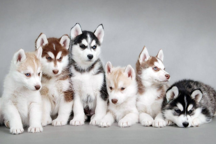 Husky Siberiano Filhote Cuidados E O Que Considerar Ao Ter Um