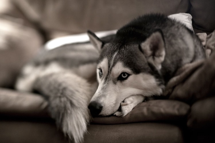 Husky deitado no sofá