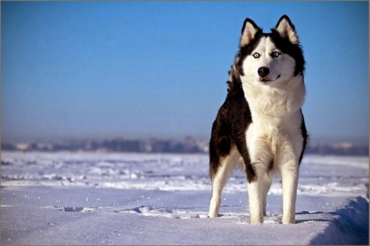 Husky siberiano em pé