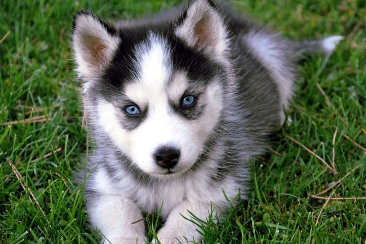 Filhote de Husky Siberiano