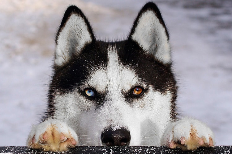 Husky siberiano personalidade