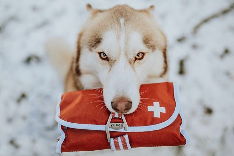 Tudo sobre a raça Husky Siberiano