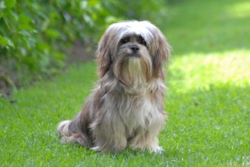 Cachorro da raça Lhasa Apso