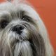 Lhasa Apso cinza