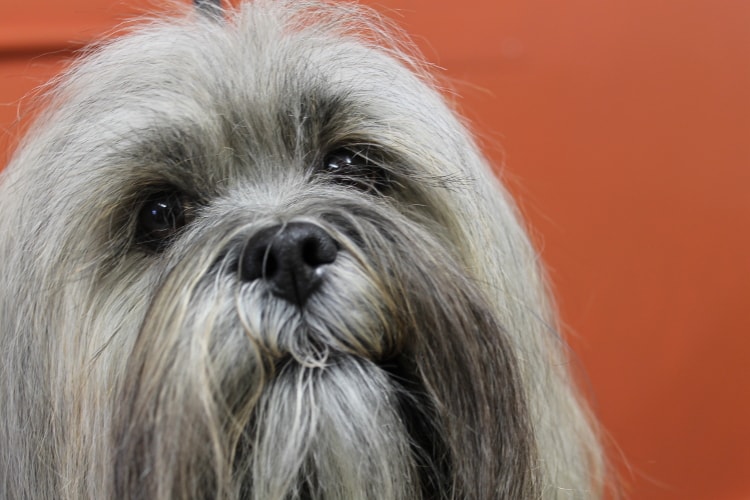 Lhasa Apso cinza