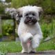 Lhasa Apso correndo na grama