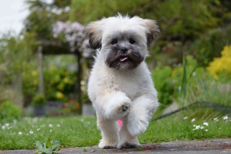 Lhasa Apso correndo na grama