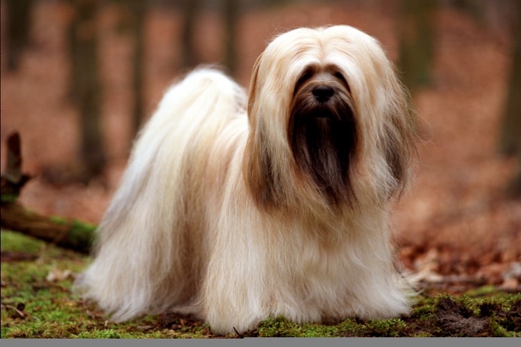 Lhasa Apso cuidados