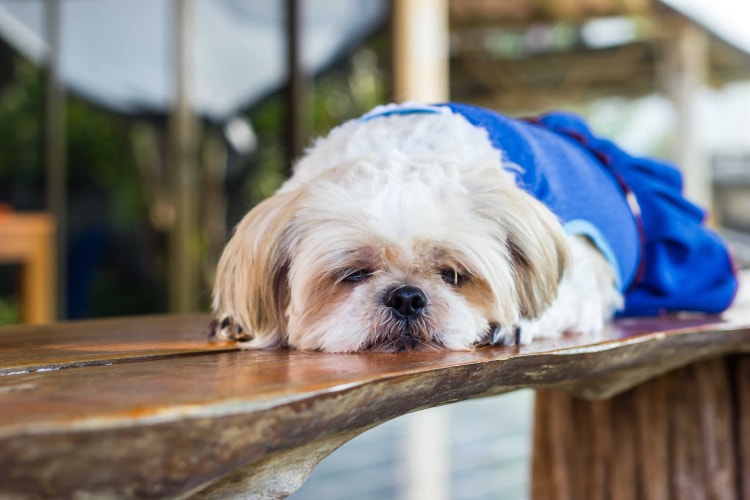 Lhasa Apso deitado na madeira