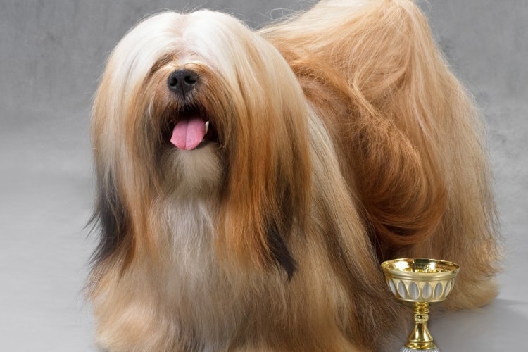 Lhasa Apso de pelo longo marrom