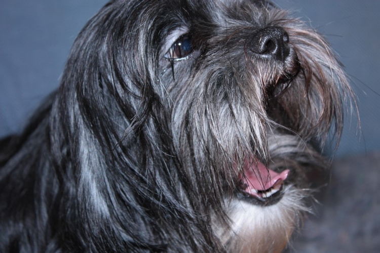 Perfil lhasa apso