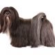 Lhasa apso preto