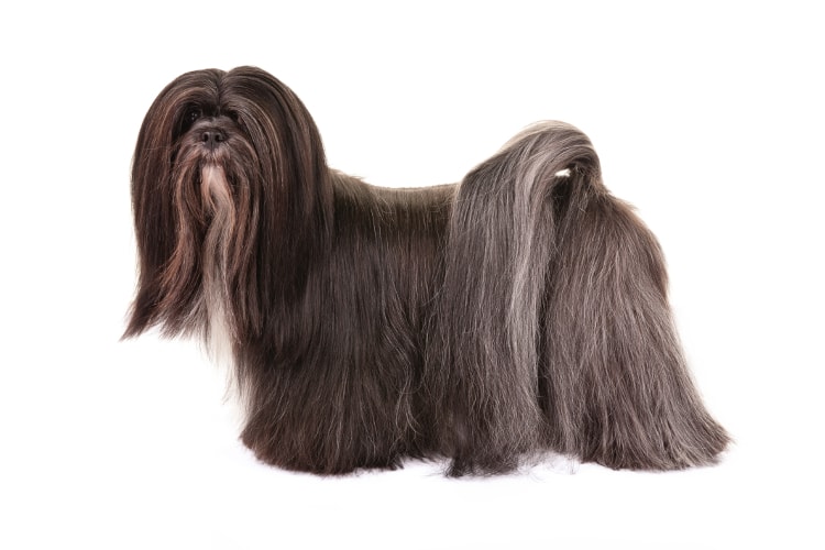 Lhasa apso preto