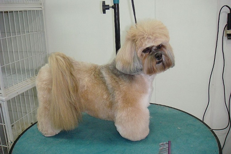 Lhasa apso tosado