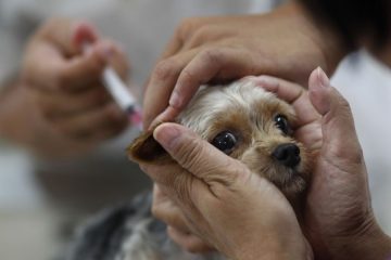 Cão sendo vacinado