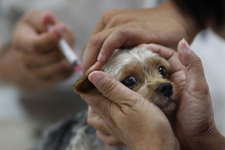 Cão sendo vacinado contra a parvovirose canina