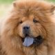 Perfil Chow Chow