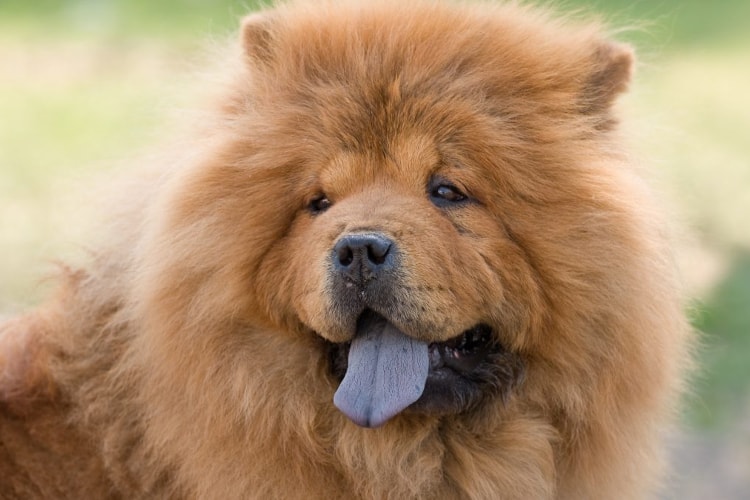 Perfil Chow Chow