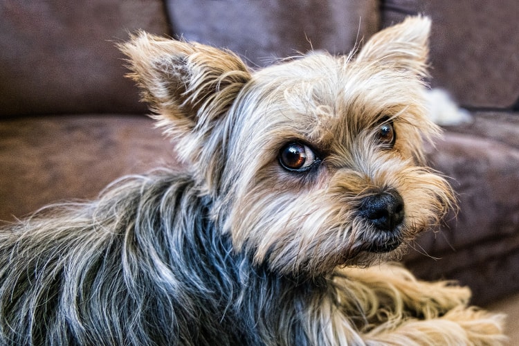 Perfil Yorkshire Terrier