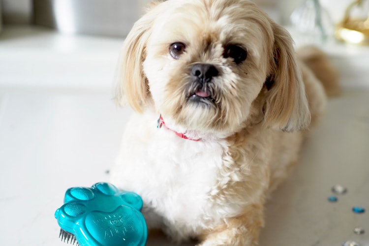 Personalidade do Lhasa Apso