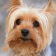Personalidade Yorkshire Terrier