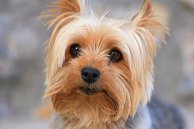 Personalidade Yorkshire Terrier