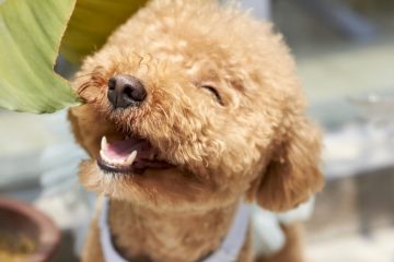 Poodle anão sorrindo