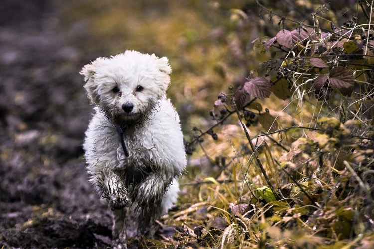 Poodle correndo no mato