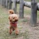 Poodle filhote andando na grama