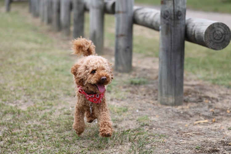 Poodle filhote andando na grama