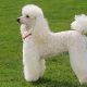 Poodle de pelo liso